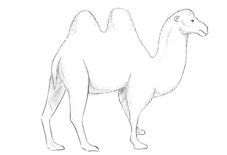 Верблюд рисунок