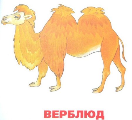 Верблюд для детей