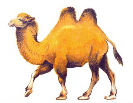 Верблюд раскраска для детей