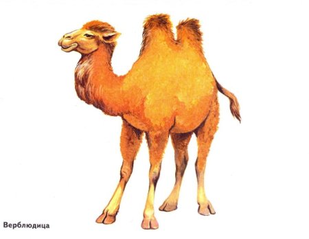 Верблюд раскраска для детей