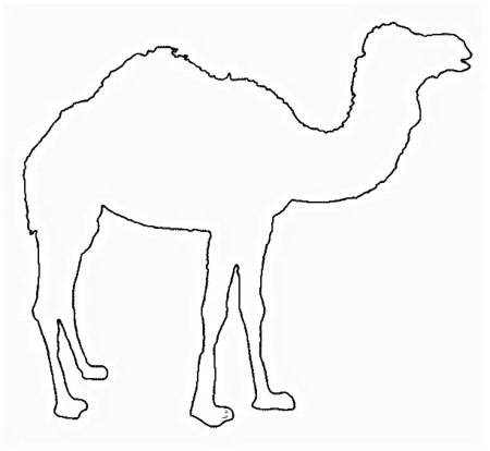 Раскраска верблюд и верблюжонок