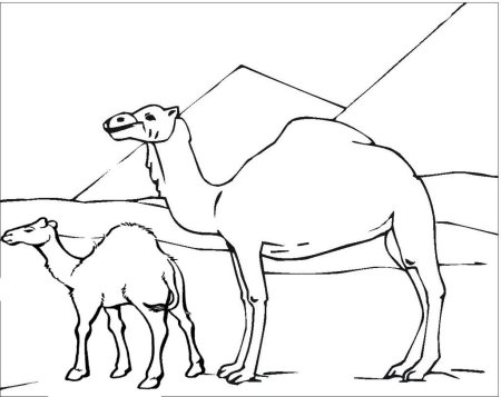 Верблюд раскраска
