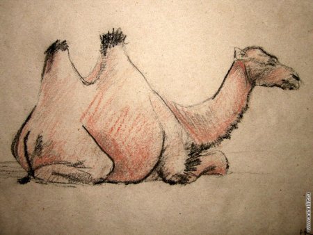 Рисунки животных в пустыне