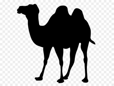 Верблюд раскраска для детей