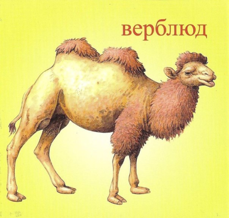 Верблюд набросок