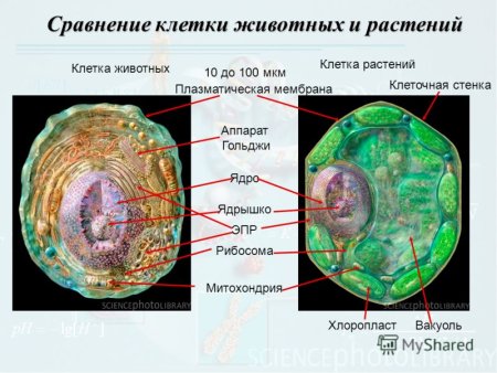 Ядро растительной клетки
