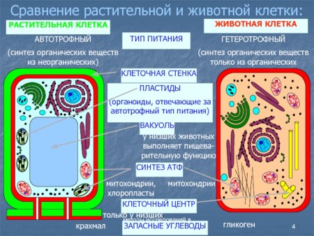 Общий план строения животной клетки