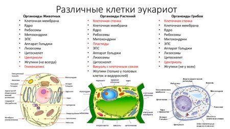 Гликокаликс животной клетки и растительной клетки