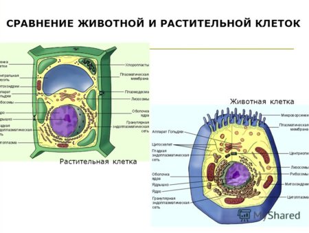 Клеточная теория строение растительной клетки