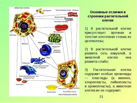 Клеточное изображение органоидов животных и растений строение