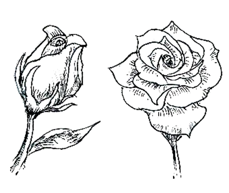 Розы карандашом для срисовки легкие