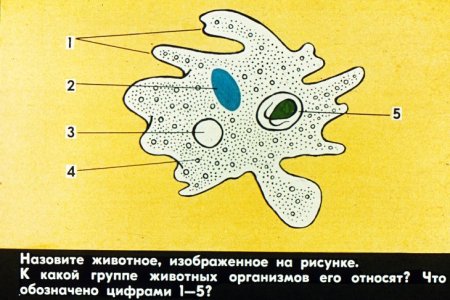Одноклеточные строение амебы