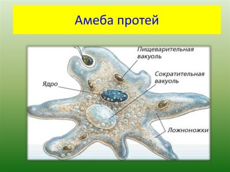 Форма тела амебы Протей