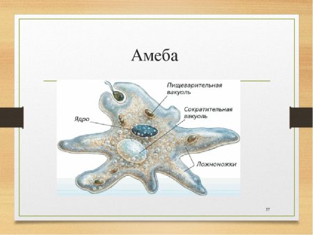 Строение амебы обыкновенной