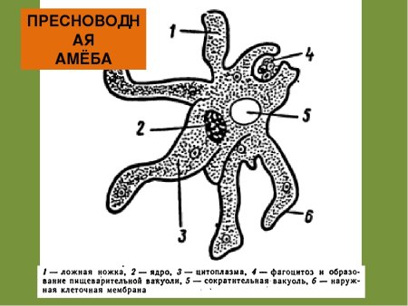 Амёба обыкновенная схема