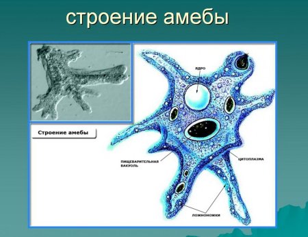 Корненожки амеба обыкновенная