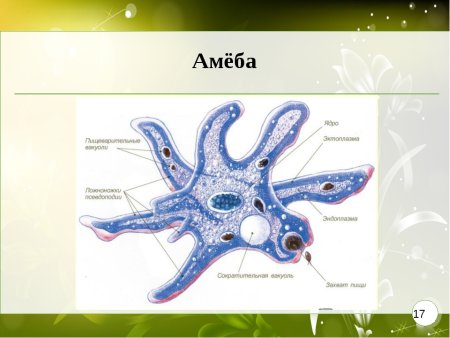 Строение амебы 7 класс биология