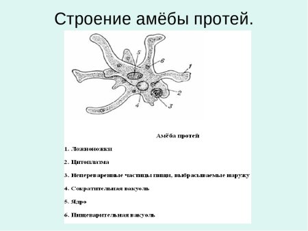 Строение амебы Протей
