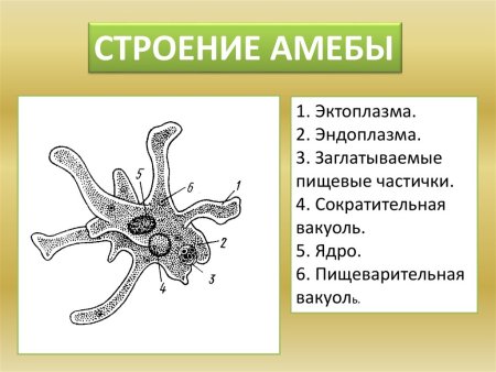 Строение амебы Протей