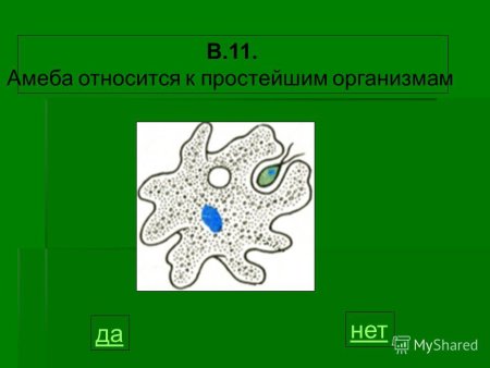 Амеба царство