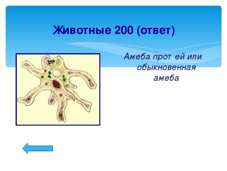 Амеба 5 класс биология