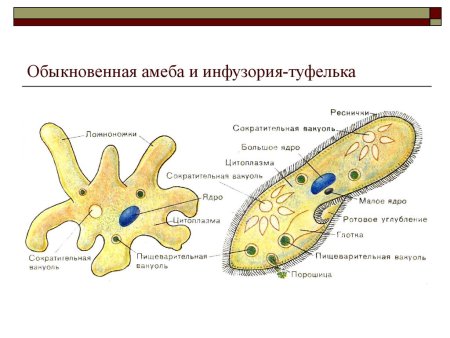 Основные структуры амебы обыкновенной