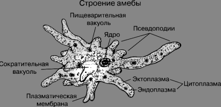 Амёба обыкновенная 7 класс биология