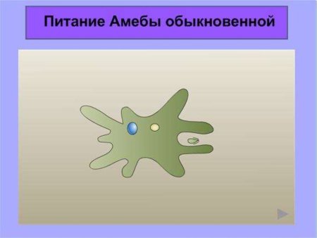 Место обитания амебы обыкновенной