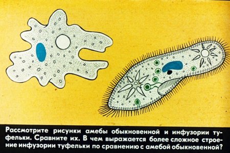 Амеба обыкновенная и инфузория туфелька