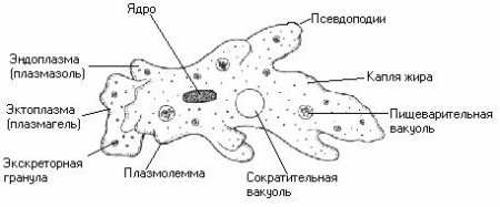 Строение амёбы обыкновенной рисунок с подписями