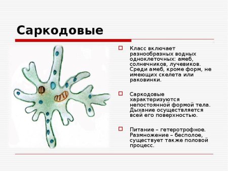 Размножение амёбы обыкновенной