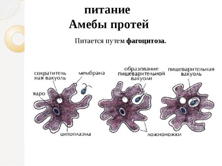 Питание амебы Протей