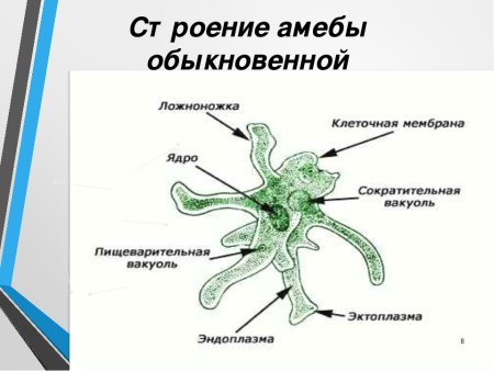 Строение простейшего организма амебы