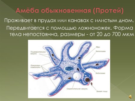 Строение амебы 7 класс биология