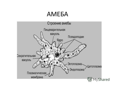 Строение амебы 7 класс