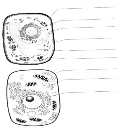 Строение животной клетки 5 класс биология рисунок