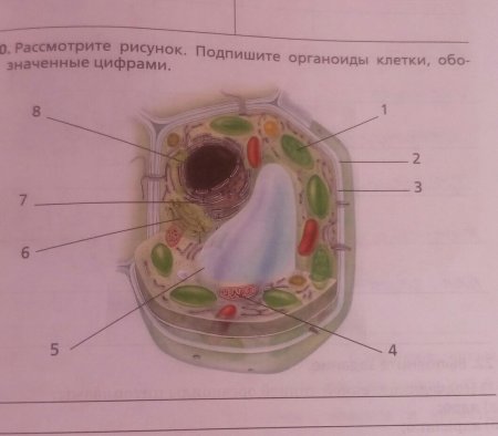 Клетка без подписей органоидов 5 класс