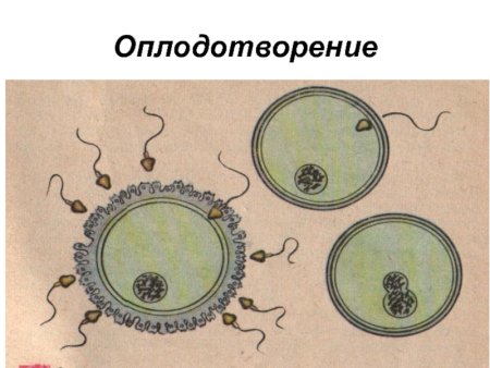 Оплодотворение организмов