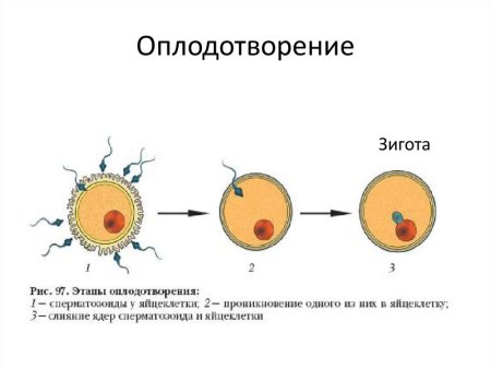 Процесс оплодотворения схема