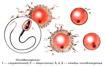 Оплодотворение зигота схема