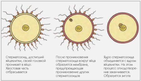 Фазы оплодотворения яйцеклетки