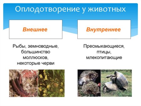 Оплодотворение наружное и внутреннее схема