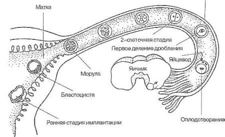 Дробление зиготы в маточной трубе