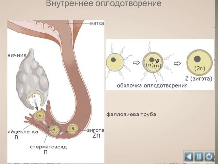 Внутреннее оплодотворение схема