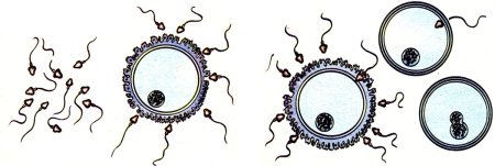 Рисунок половых клеток яйцеклетки