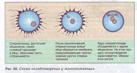 Схема проникновения сперматозоида в яйцеклетку