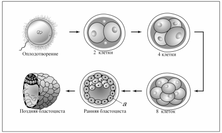 Фазы оплодотворения схема