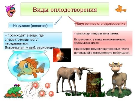 Оплодотворение наружное и внутреннее схема