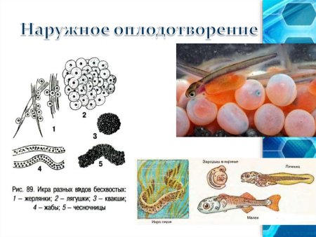 Схема наружного и внутреннего оплодотворения