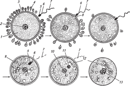 Оплодотворение яйцеклетки гистология